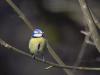 Mésange Bleue